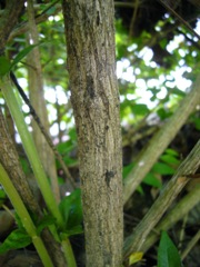 Abelia1_bark.JPG