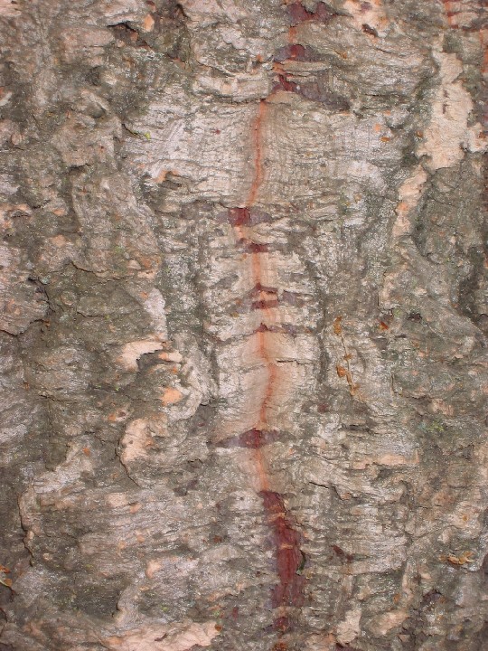 Cork_Oak2_Bark_Medium.jpg