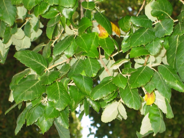 Cork_Oak2_Leaves_medium.jpg