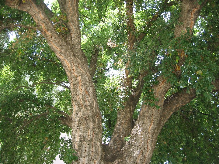 Cork_Oak2_UnderTree_medium.jpg