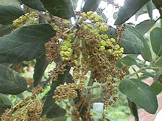 Cork_Oak_Flowers2.jpg