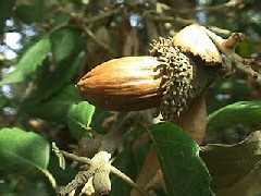 Cork_Oak_fruit_small2.jpg