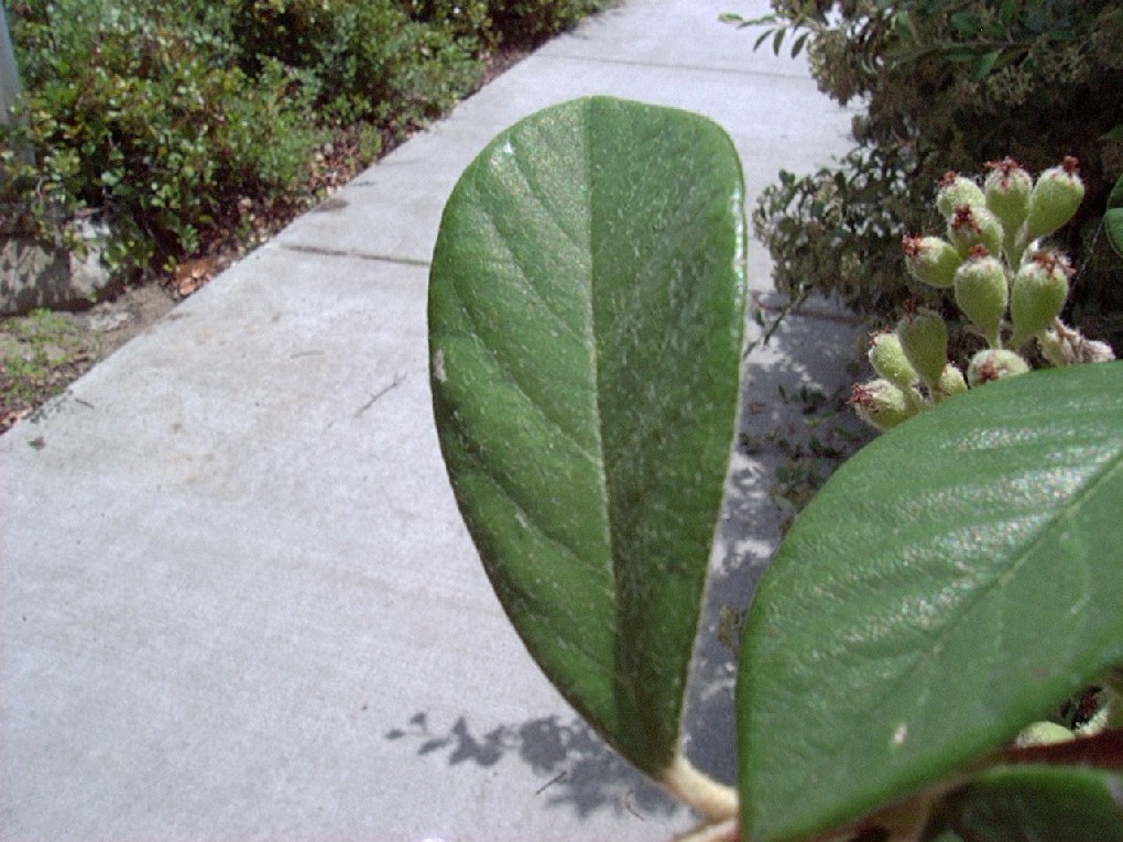 Cotoneaster2_LeafBig.jpg