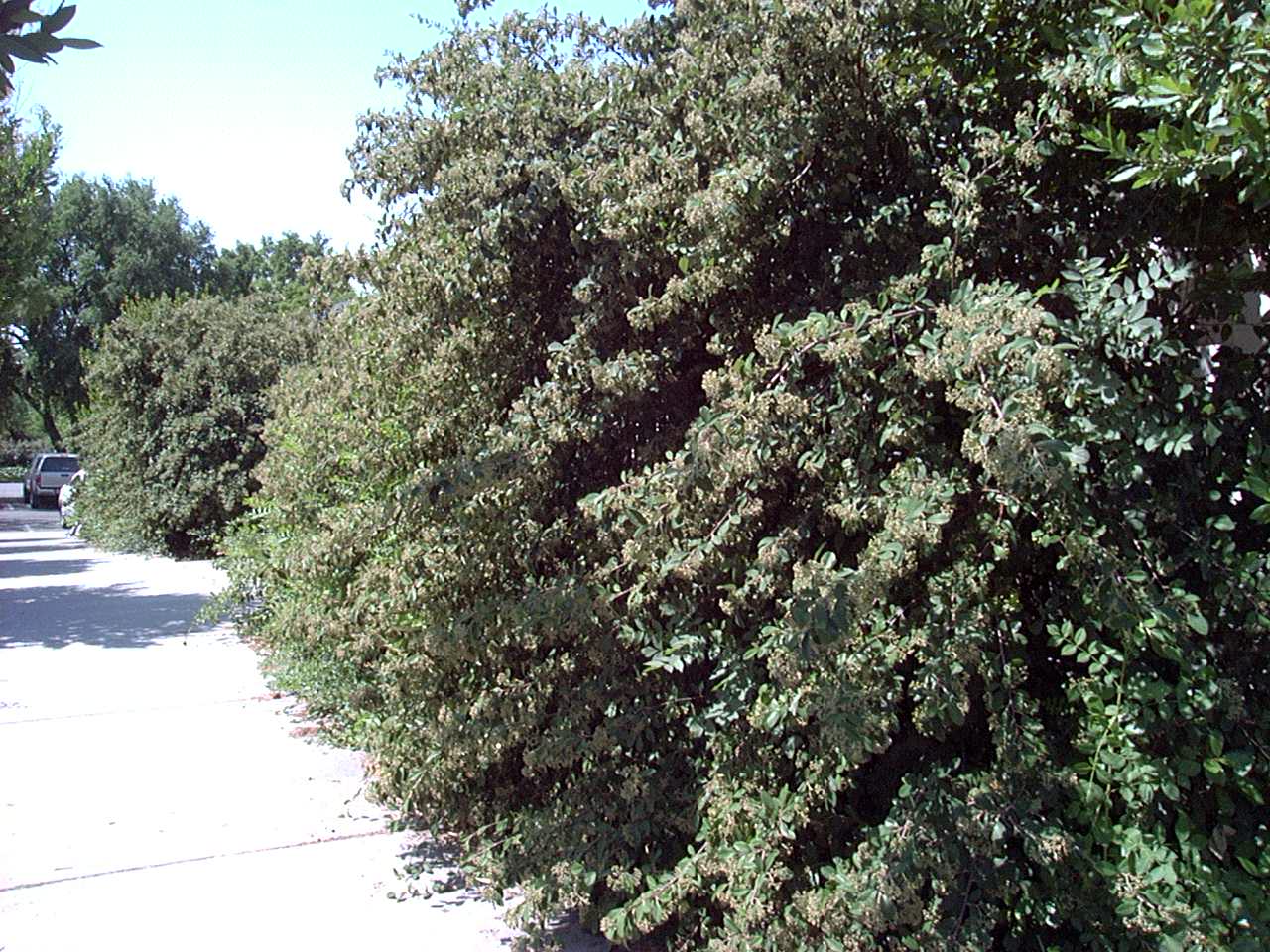 Cotoneaster2_WholetreeBig.JPG