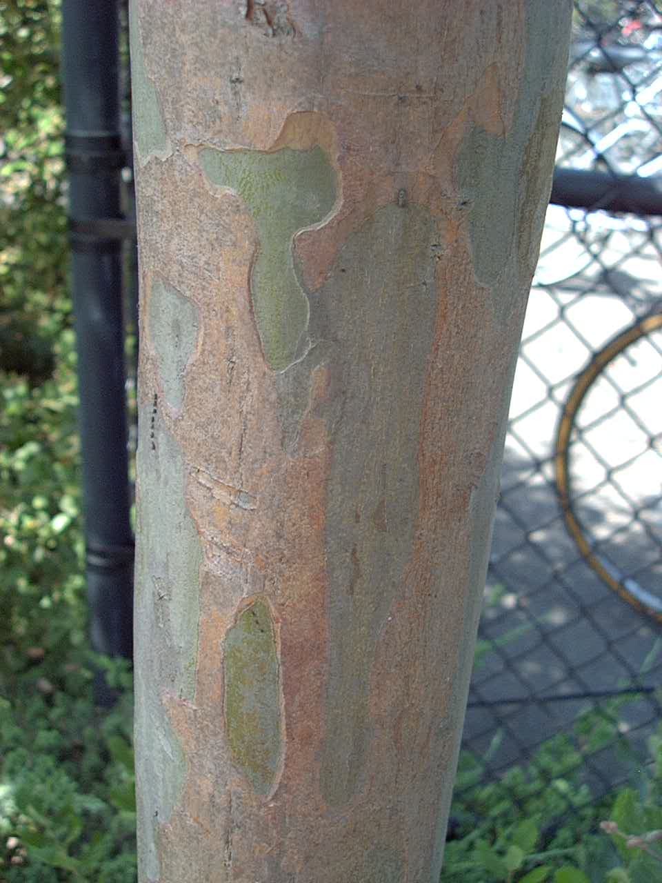 CrapeMyrtle1_Bark.jpg