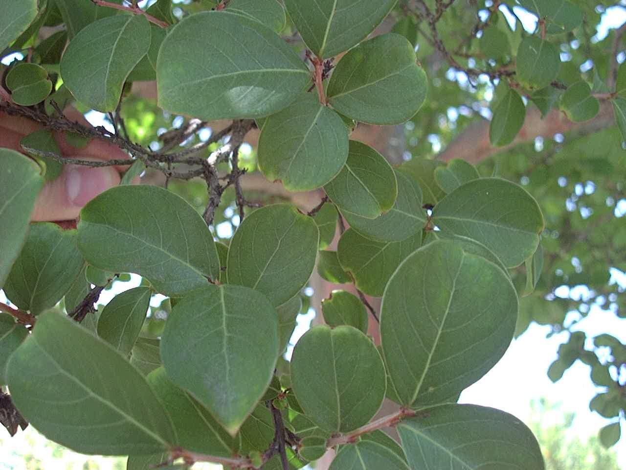 CrapeMyrtle1_Leaf.jpg