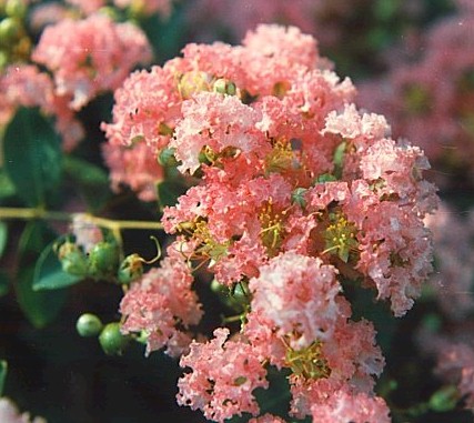 CrapeMyrtle1_flower.jpg