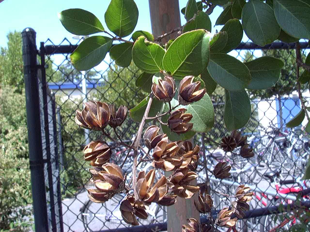 CrapeMyrtle1_fruit.jpg