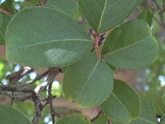 CrapeMyrtleLeaf1_small.jpg