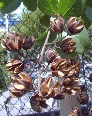 CrapeMyrtleSeedpod1_small.jpg