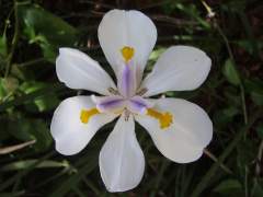 Fortnightlily_flower_small.jpg