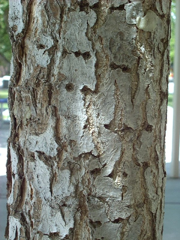 Ginkgo2_bark_full.jpg