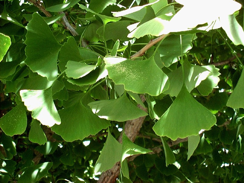 Ginkgo2_leaves_full.jpg