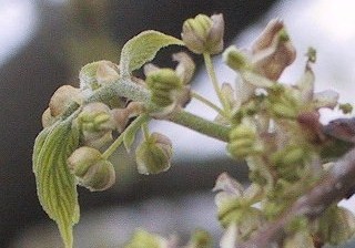 Hackberry1_flower_large.jpg