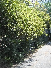 Ladybanksrose1_plantside.jpg Ladybanksrose1_plantside.jpg