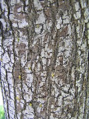 OrnamentalBark3.JPG