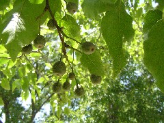 OrnamentalFruit1Small.JPG