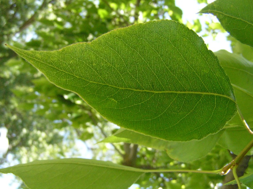 OrnamentalLeaf2.JPG