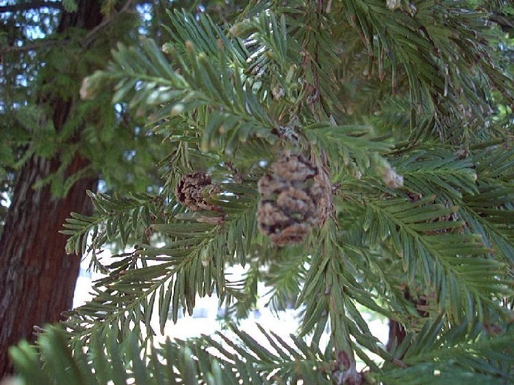 Redwood1_cone1.jpg