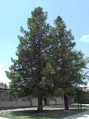 Redwood1_tree_mini.jpg