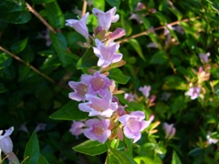 abelia1_flower.JPG