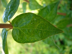 abelia1_leaf.JPG