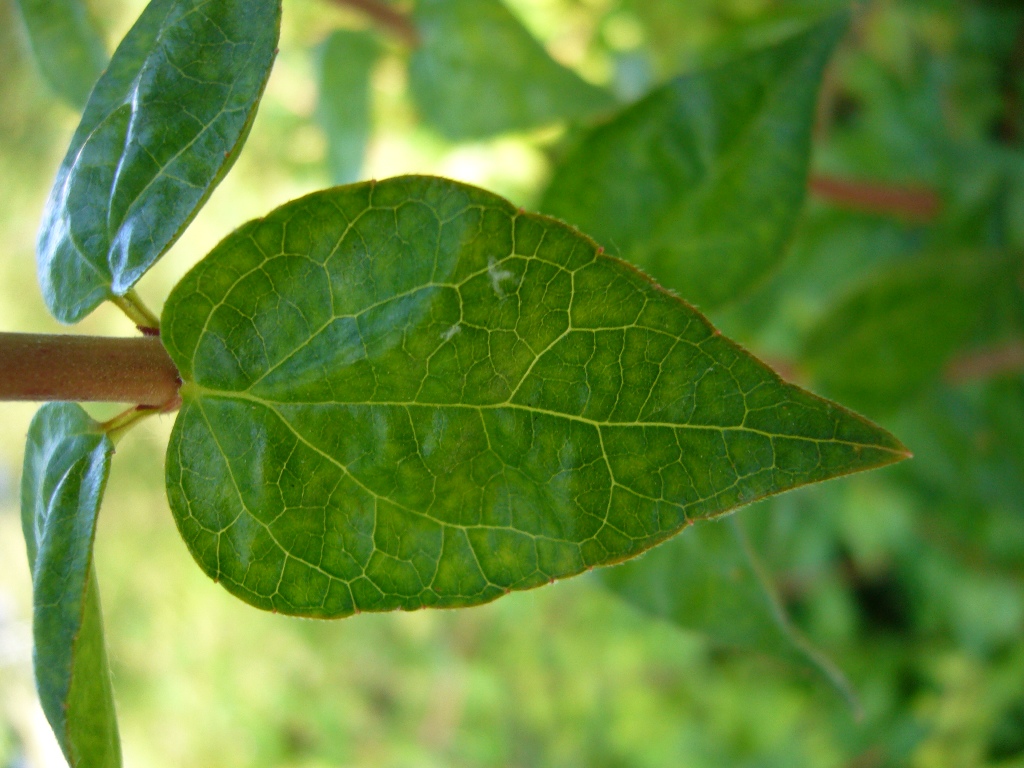 abelia1_leaf2.JPG