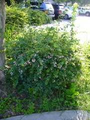 abelia1_plant.JPG