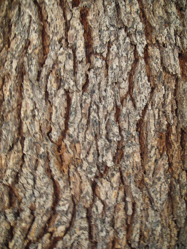 african_sumac1_bark_big.jpg