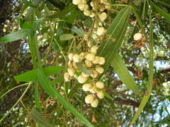 african_sumac1_fruit.jpg african_sumac1_fruit.jpg