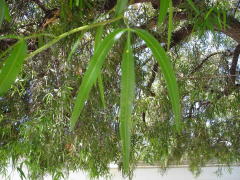 african_sumac1_leaves.jpg african_sumac1_leaves.jpg
