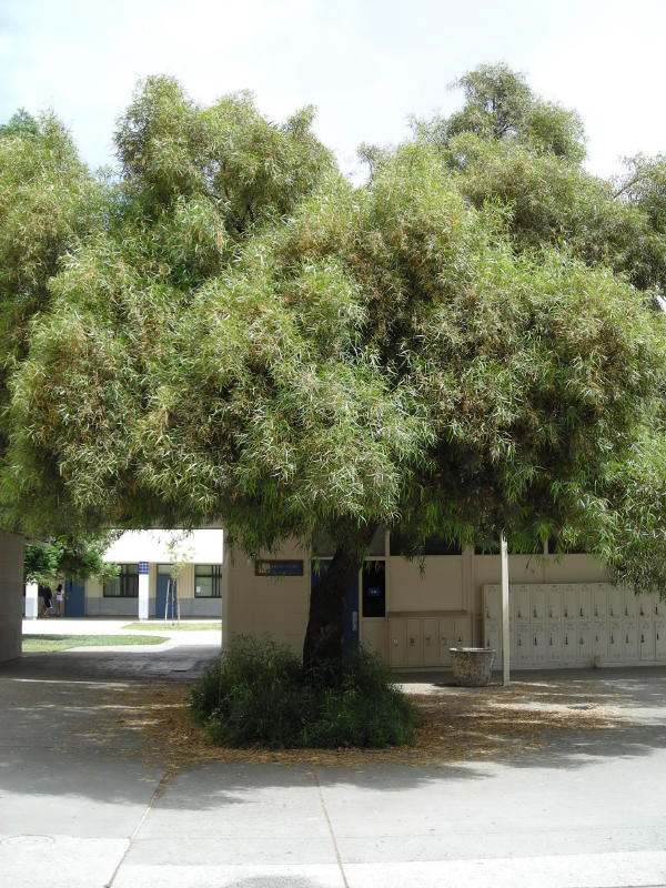 african_sumac1_tree_large2.jpg