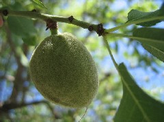 almond1_fruitS.JPG