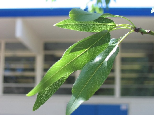 almond1_leafL.JPG