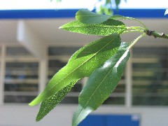 almond1_leafS.JPG