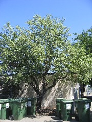 almond1_treeS.JPG