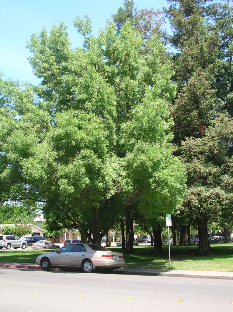 ash2_big_tree2.jpg