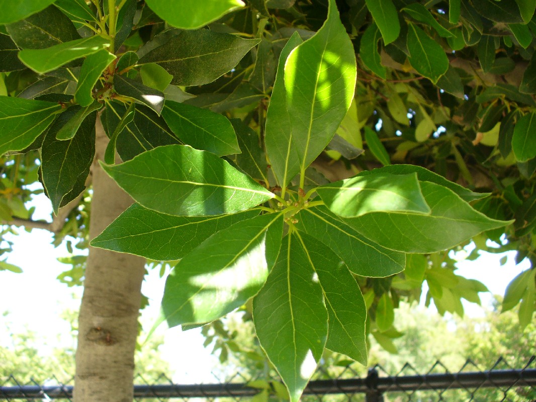 bay1_leaf_large.jpg