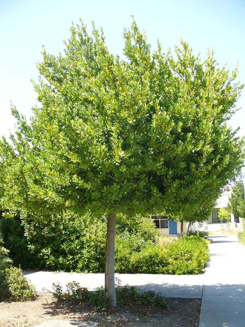 bay1_tree_large.jpg