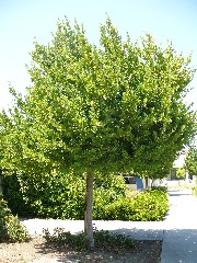 bay1_tree_small.jpg