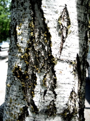 birch1_bark_small.jpg