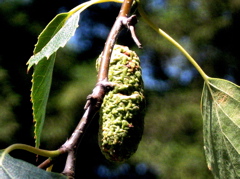 birch1_catkin_small.jpg