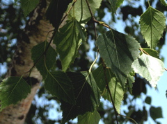 birch1_leaves_small.jpg