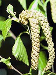 birch1_male_catkin_small.jpg