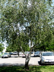 birch_tree_small.jpg