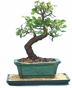 ch_elm1_bonsai.jpg ch_elm1_bonsai.jpg