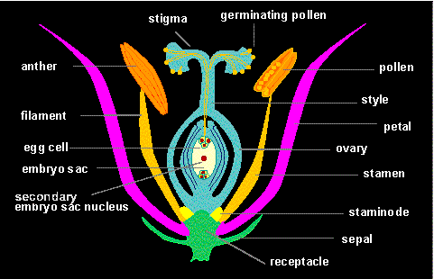 ch_elm1_diagram.gif