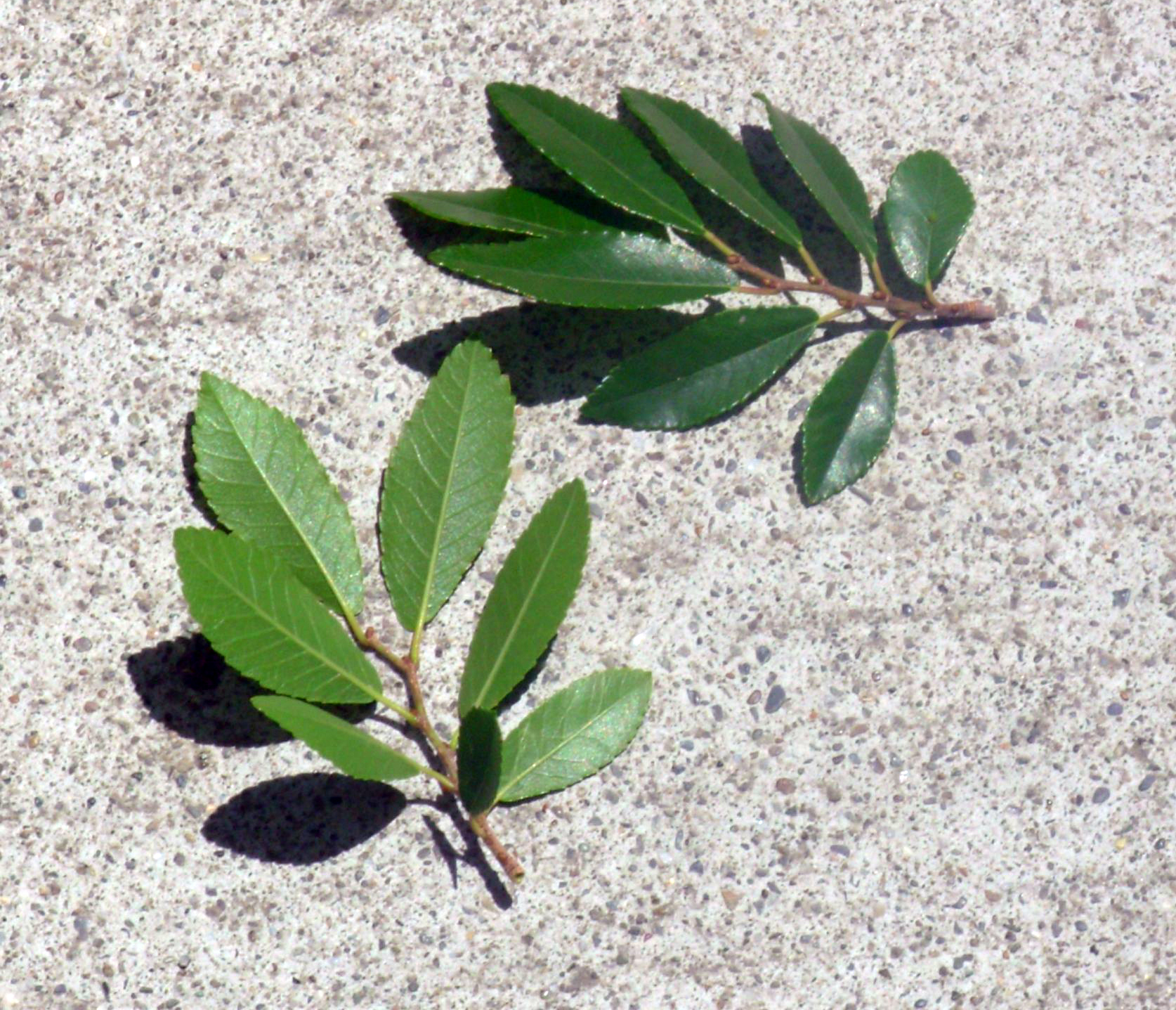 ch_elm1_leaves2.jpg