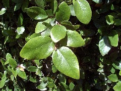 creeping_fig_leaf_small.jpg