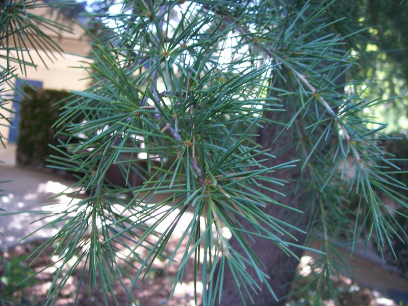 deodarcedar1_leaves2big.jpg